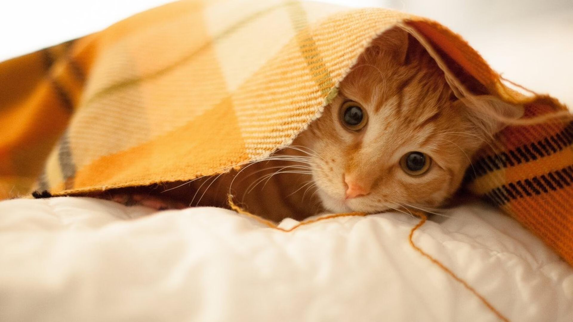 绿茵寓言,几内亚与卡塔尔的足球对谈,以及厄德高的舞台法则