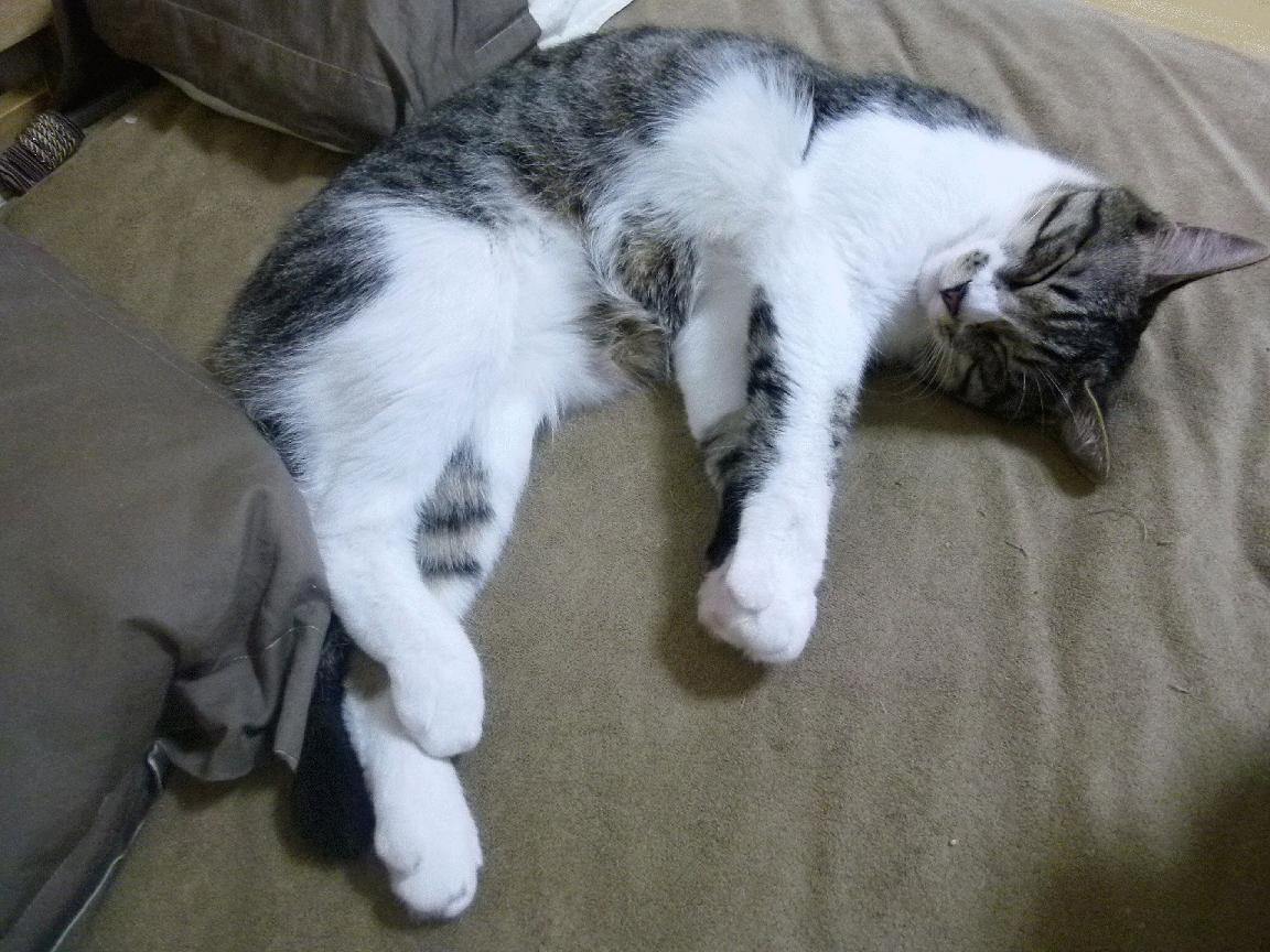 齿轮咬合，万维归位，当范弗利特在广厦与马刺的缝隙中找到通路