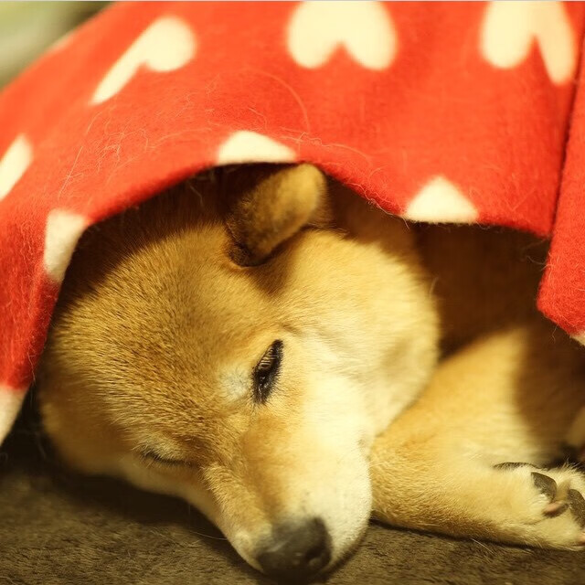 制胜弧线，欧文关键一投，快船在西决淬火中胜出太阳