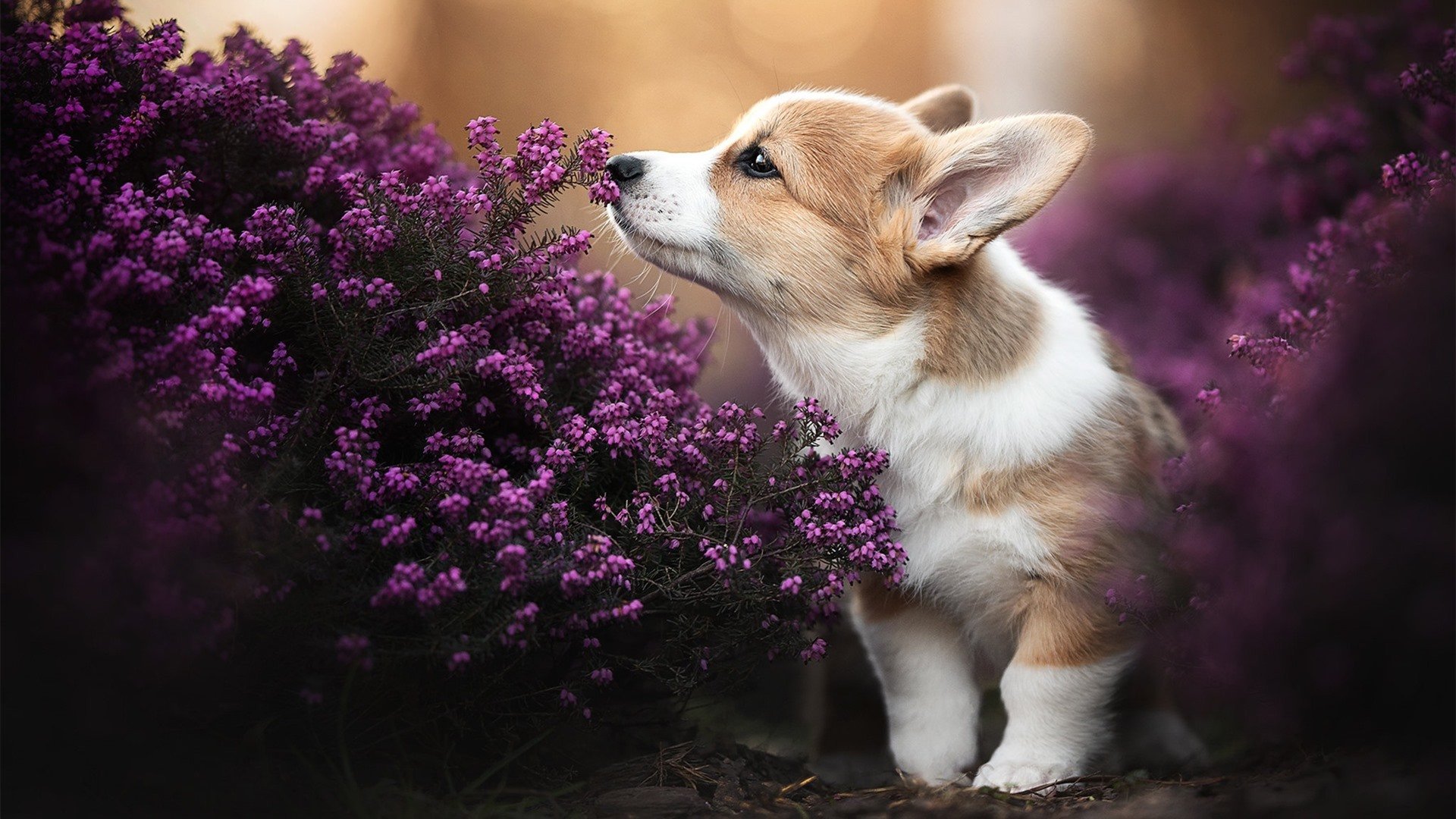 神话再现，希腊混凝土防线让星条旗叹息，阿劳霍成为胜负关键