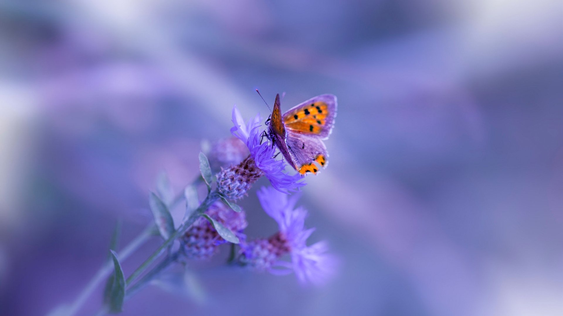 黄喜灿接管比赛！里昂式闪电突袭终结波兰，F1年度争冠上演终极赛道超车