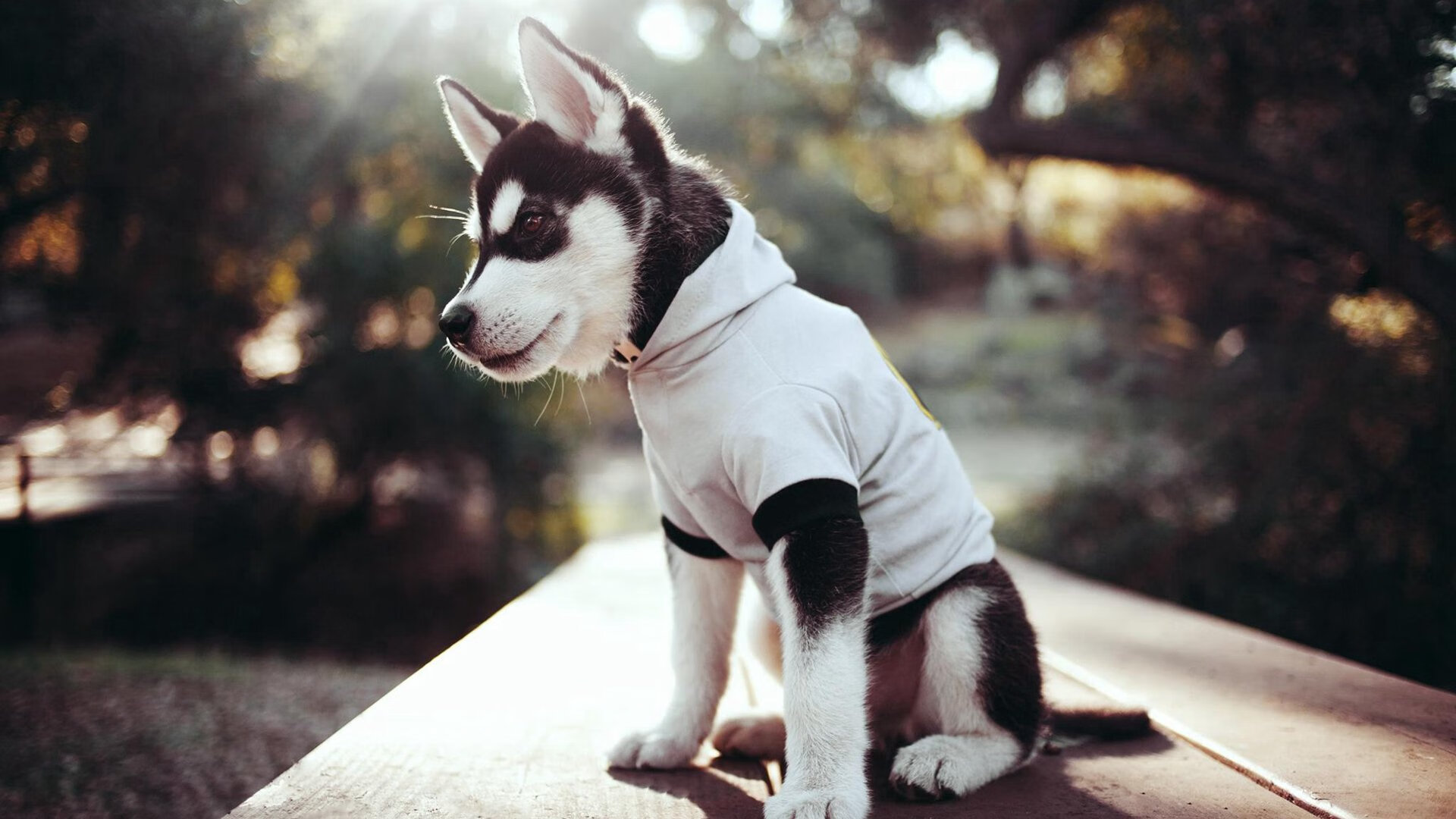 天神下凡难敌钢铁洪流，马刺的险胜，是对字母哥式统治的终极解构