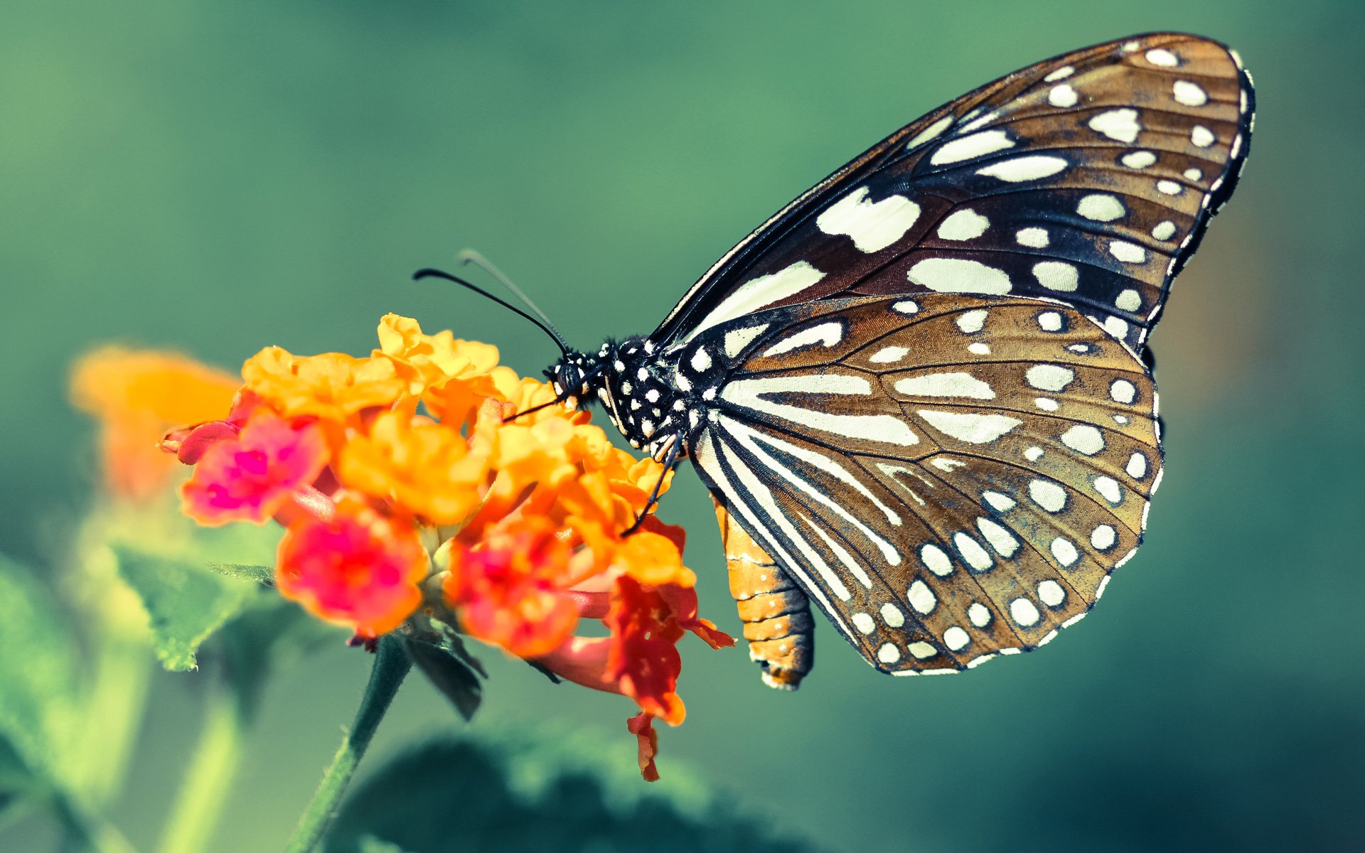 老兵不死与新王当立，B费导演的猎鹰行动