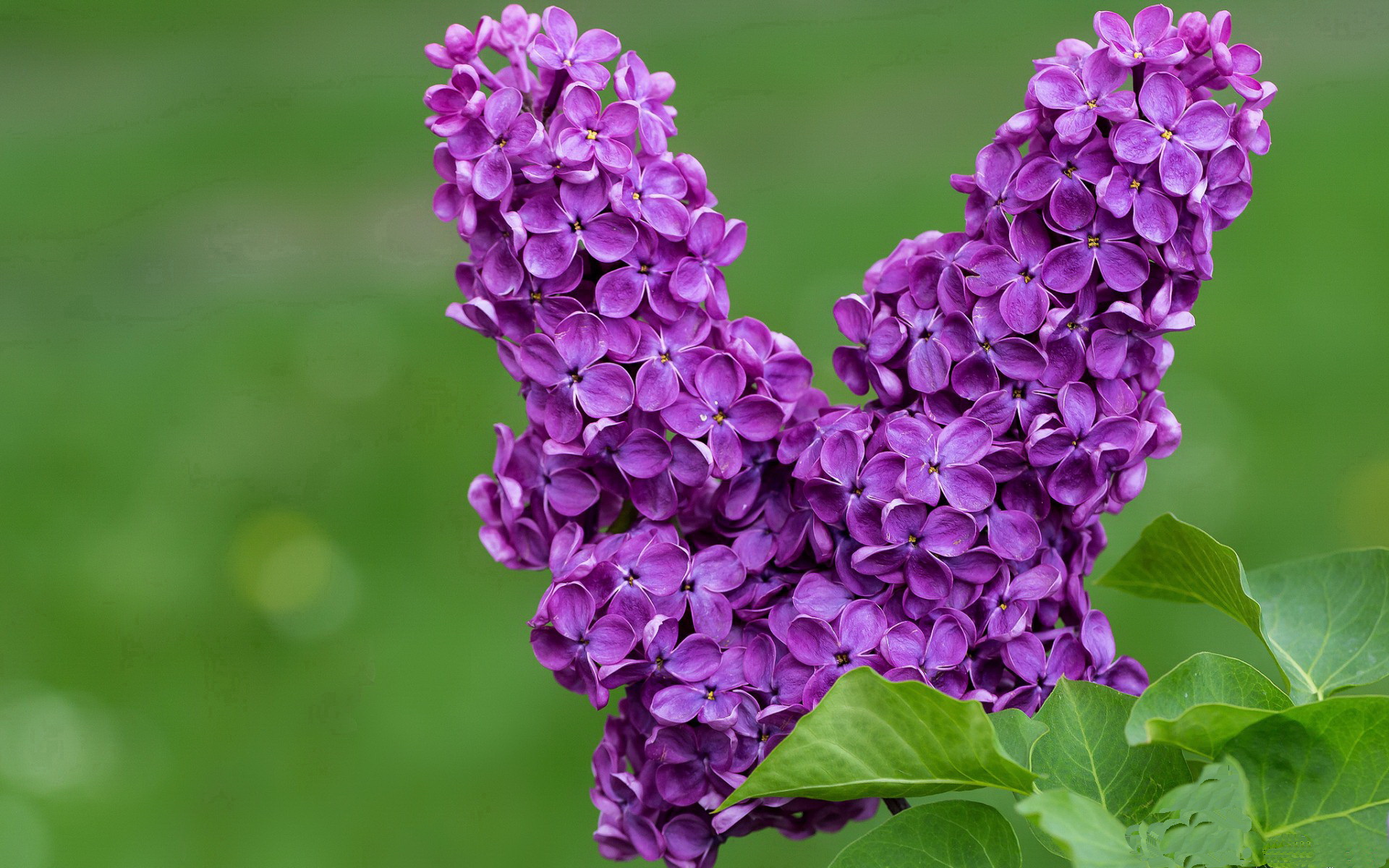 键鼠无声，当约基奇在虚拟世界对猛龙与尼克斯完成降维打击