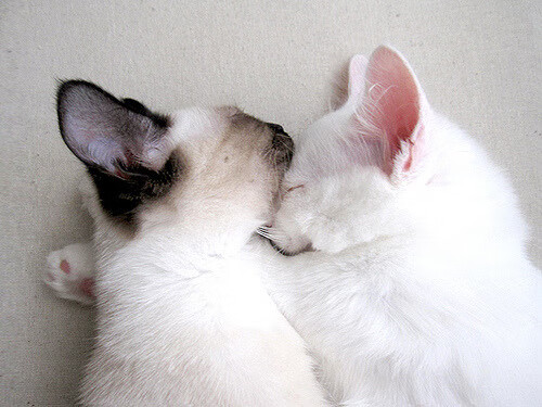 开云APP-沉默之塔，布雷默，今夜你扛起的是整座都灵城