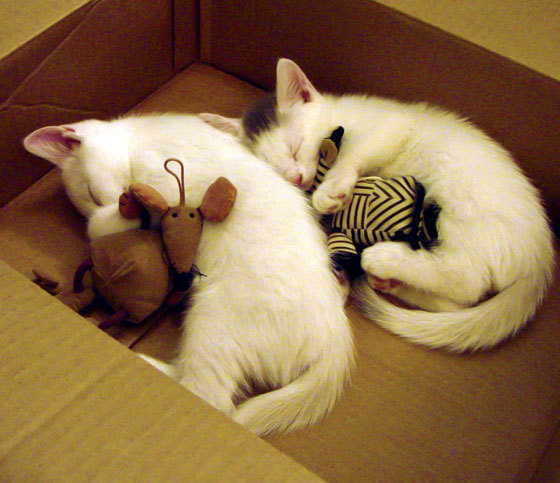 孤骑破风，当独行侠以精确节奏扼住火箭引擎的咽喉